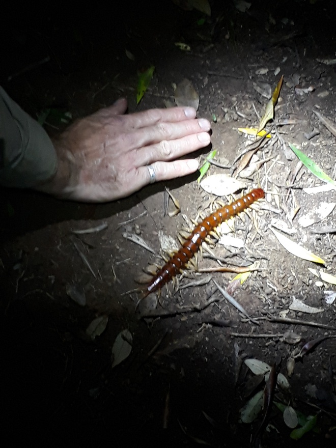 Australia: Rết khổng lồ trên đảo ăn thịt hàng nghìn con chim biển mỗi năm nhưng đó lại là điều tốt - Ảnh 1. Australia: Rết khổng lồ trên đảo ăn thịt hàng nghìn con chim biển mỗi năm nhưng đó lại là điều tốt - Ảnh 1.