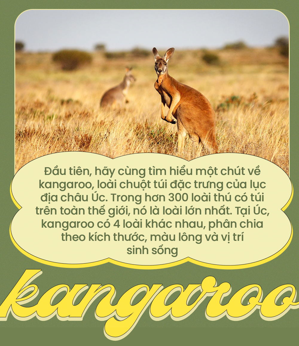 So găng cùng chuột túi, con người liệu có cơ hội chiến thắng? - Ảnh 2. So găng cùng chuột túi, con người liệu có cơ hội chiến thắng? - Ảnh 2.
