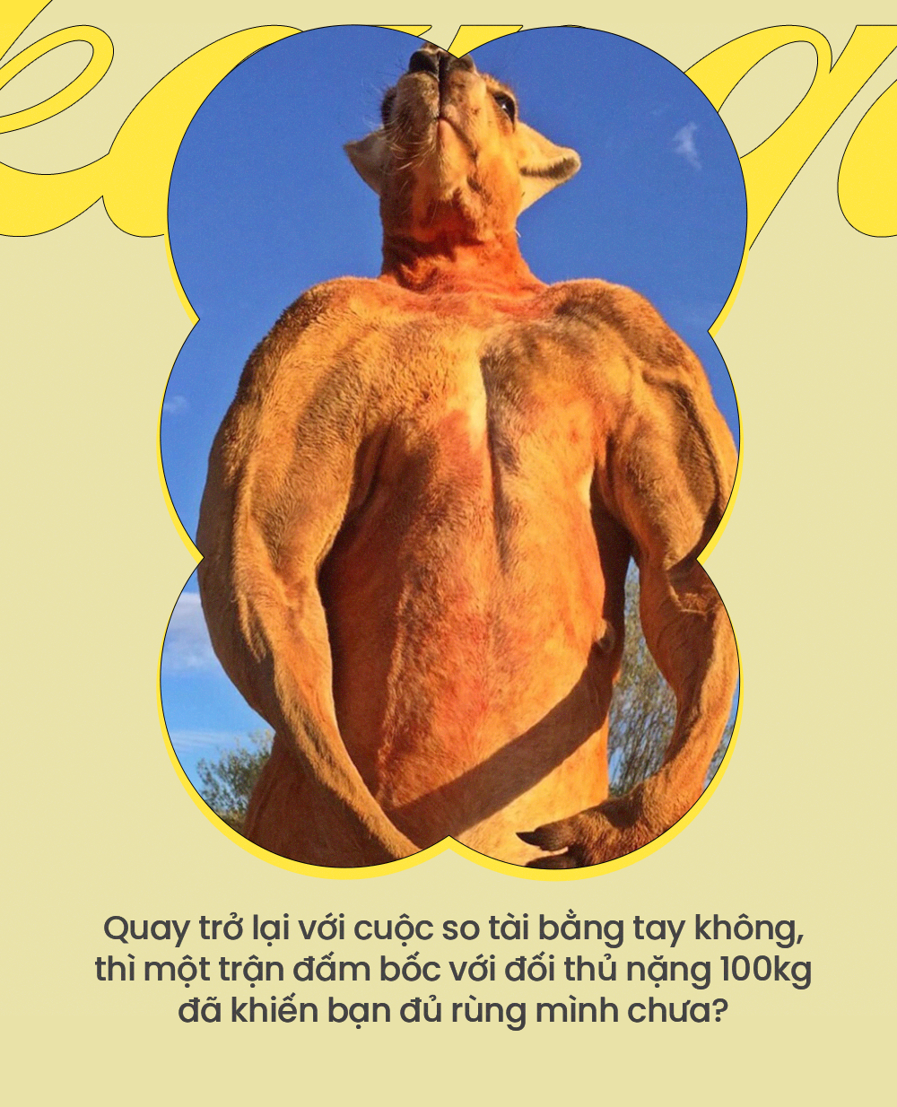 So găng cùng chuột túi, con người liệu có cơ hội chiến thắng? - Ảnh 3. So găng cùng chuột túi, con người liệu có cơ hội chiến thắng? - Ảnh 3.
