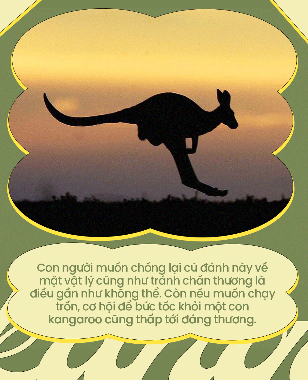 So găng cùng chuột túi, con người liệu có cơ hội chiến thắng? - Ảnh 8. So găng cùng chuột túi, con người liệu có cơ hội chiến thắng? - Ảnh 8.