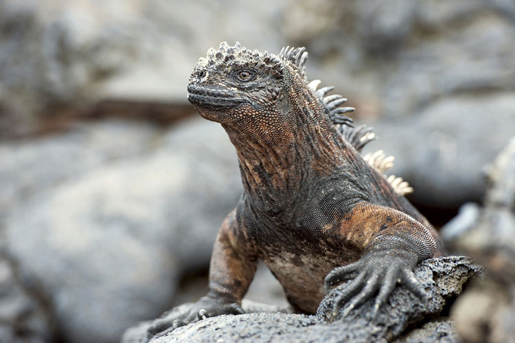 Kỳ nhông biển: Những con thằn lằn có vẻ ngoài giống như Godzilla - Ảnh 1. Kỳ nhông biển: Những con thằn lằn có vẻ ngoài giống như Godzilla - Ảnh 1.