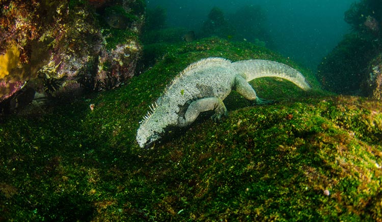 Kỳ nhông biển: Những con thằn lằn có vẻ ngoài giống như Godzilla - Ảnh 3. Kỳ nhông biển: Những con thằn lằn có vẻ ngoài giống như Godzilla - Ảnh 3.