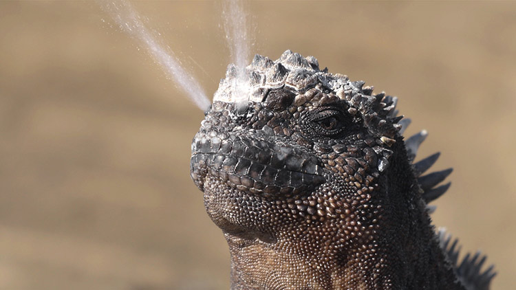 Kỳ nhông biển: Những con thằn lằn có vẻ ngoài giống như Godzilla - Ảnh 4. Kỳ nhông biển: Những con thằn lằn có vẻ ngoài giống như Godzilla - Ảnh 4.