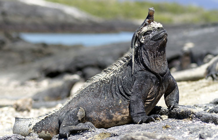 Kỳ nhông biển: Những con thằn lằn có vẻ ngoài giống như Godzilla - Ảnh 6. Kỳ nhông biển: Những con thằn lằn có vẻ ngoài giống như Godzilla - Ảnh 6.