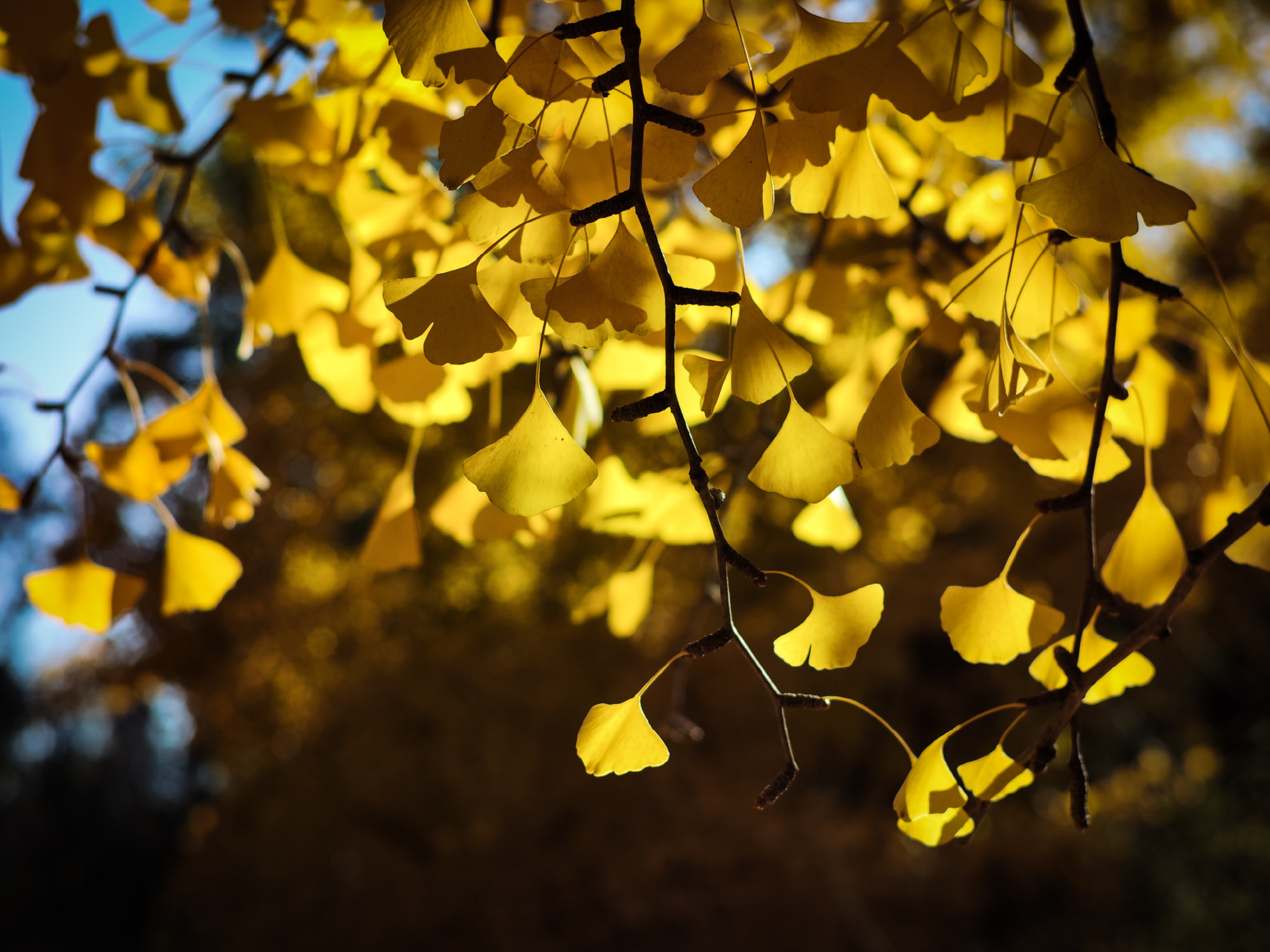xiaomi-12s-ultra-leica-samples-1-1667640017746172475982-1667652191701-166765219185426514659