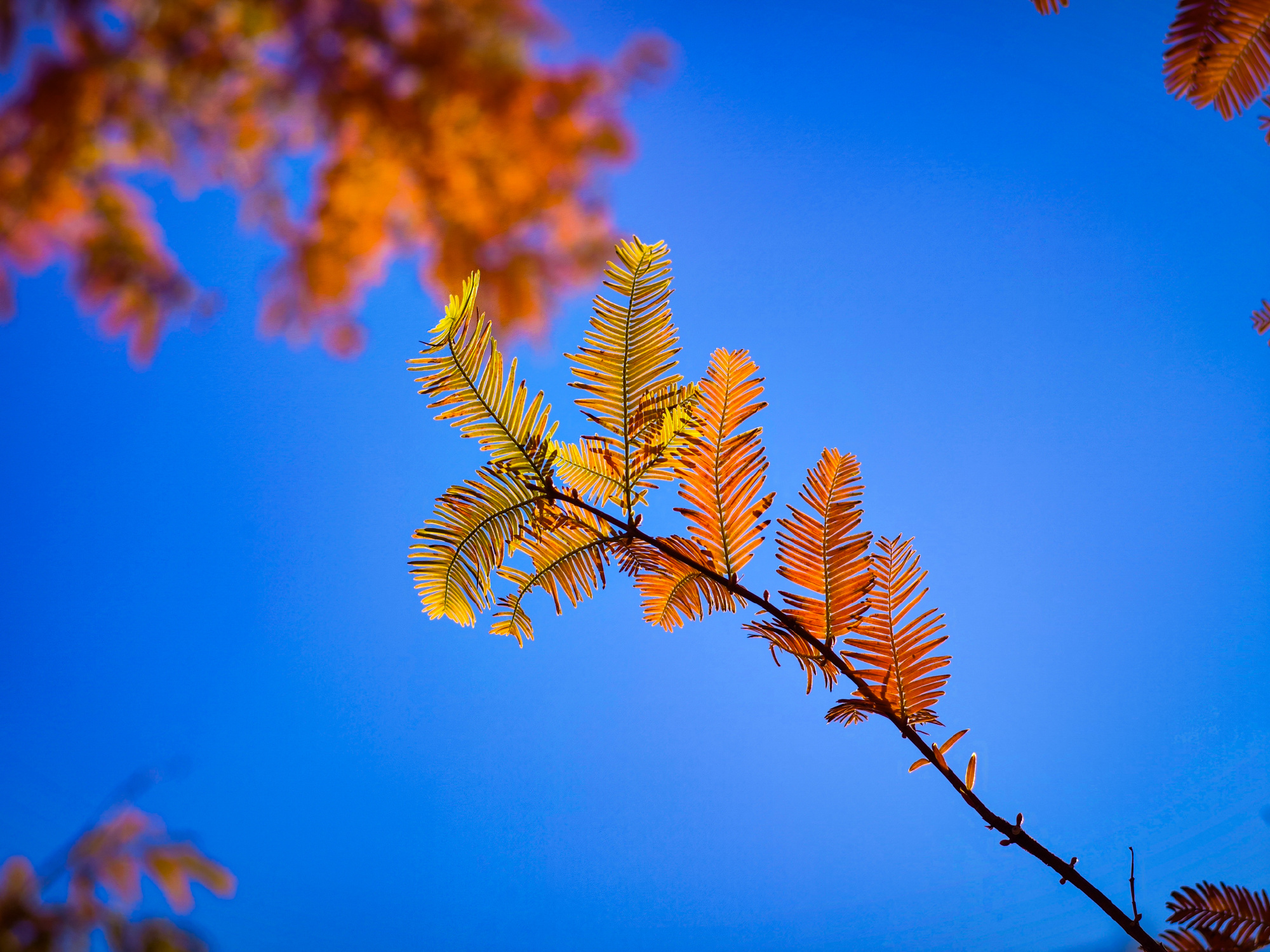xiaomi-12s-ultra-leica-samples-14-16676400190151698647096-1667652232229-1667652232375167381415