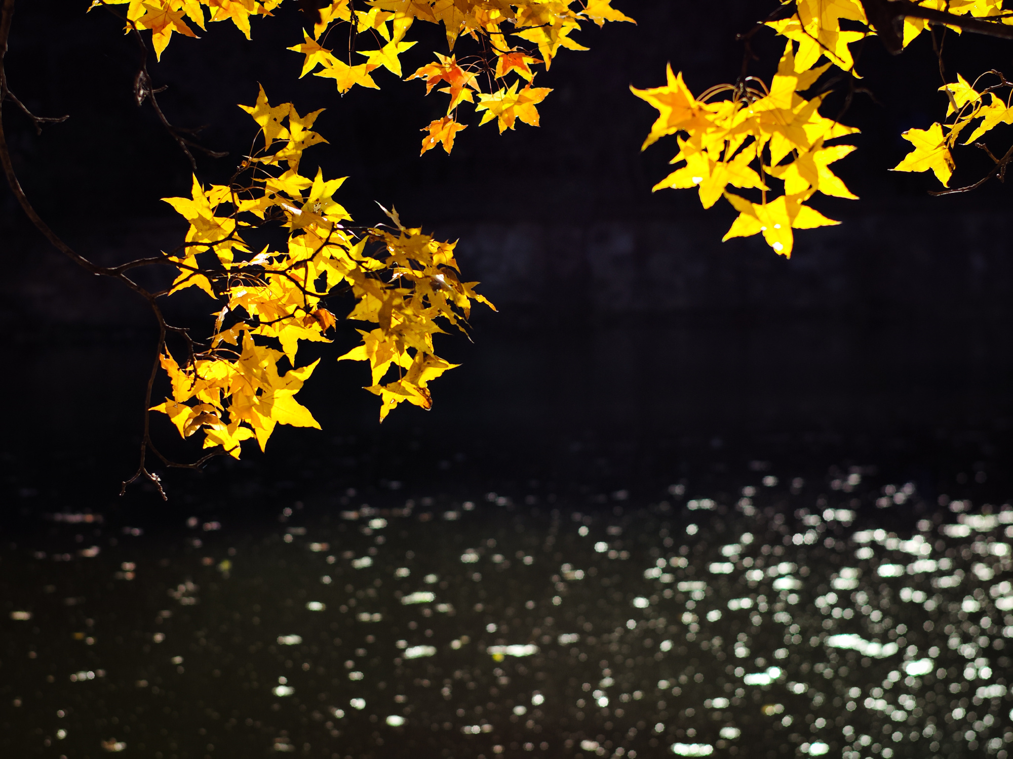 xiaomi-12s-ultra-leica-samples-4-1667640017934128952266-1667652199791-16676521999321161353143