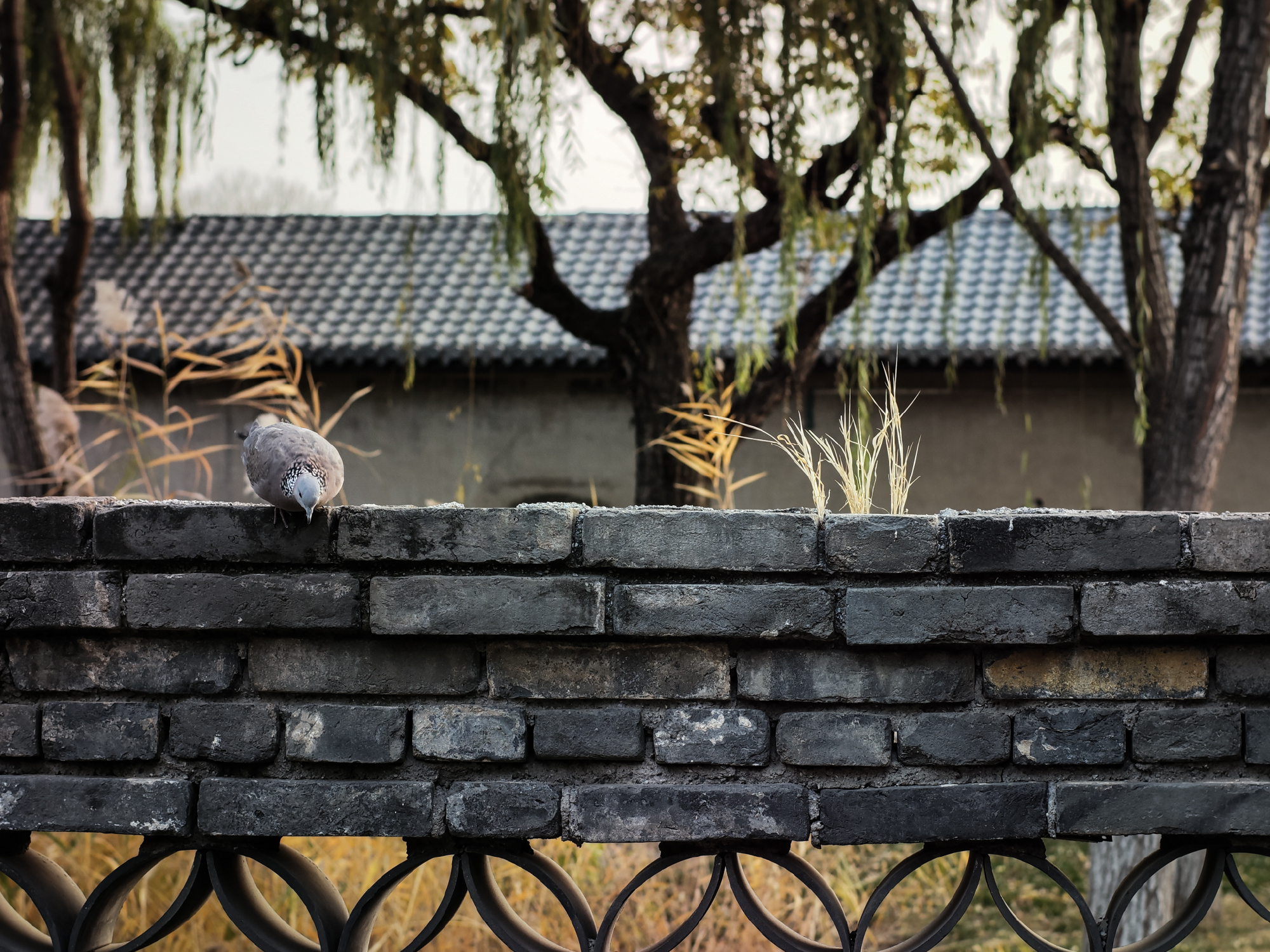 xiaomi-12s-ultra-leica-samples-5-16676400179791064936219-1667652202622-1667652202889927783503